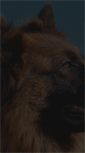 Mobile Screenshot of dogsontherun.com