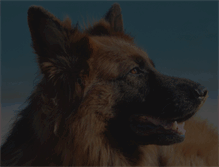 Tablet Screenshot of dogsontherun.com